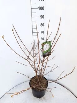 Sneeuwbal (Viburnum Carlcephalum) -OL Planten Winkel viburnum carlecephalum c10 v01