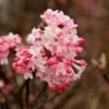 Sneeuwbal (Viburnum Bodnantense 'Charles Lamont') -OL Planten Winkel viburnum charles lamont 1