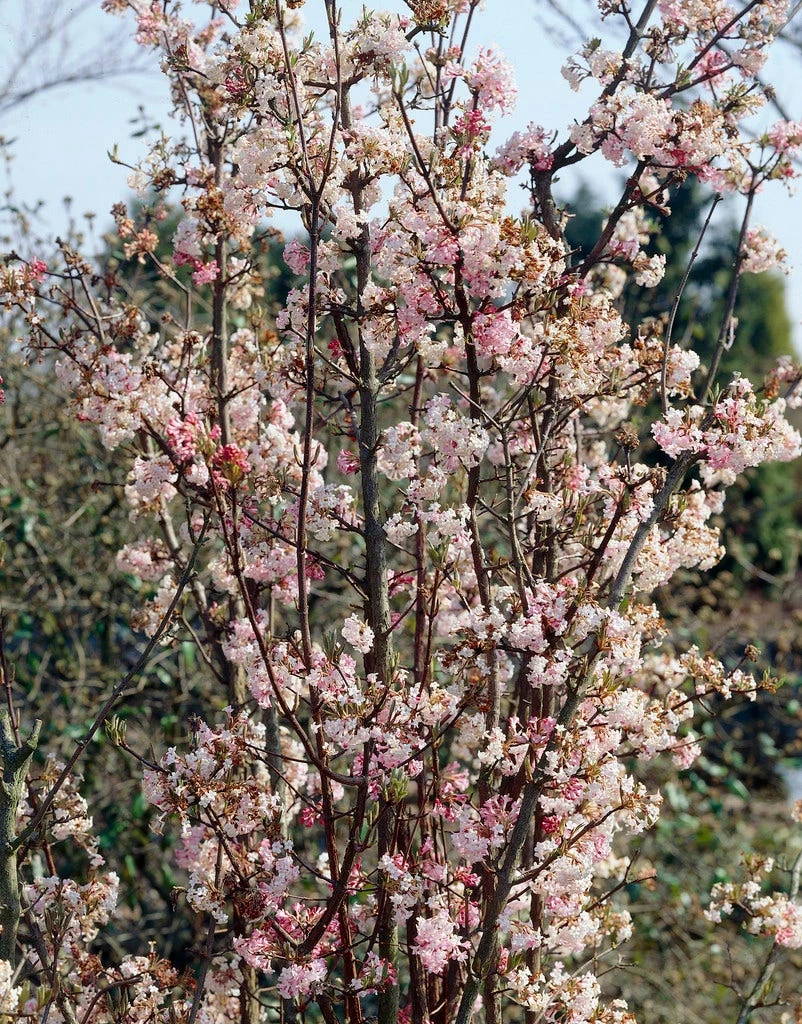 Sneeuwbal (Viburnum Bodnantense 'Charles Lamont') 4 Sneeuwbal (Viburnum Bodnantense 'Charles Lamont') - Afbeelding 2