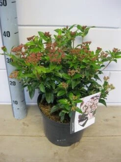 Groenblijvende Sneeuwbal (Viburnum Tinus 'Eve Price') 26 Groenblijvende Sneeuwbal (Viburnum Tinus 'Eve Price') -OL Planten Winkel viburnum eve price c5 6 11 2018 2 1