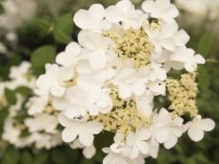 Japanse Sneeuwbal (Viburnum Plicatum 'Kilimandjaro Sunrise') -OL Planten Winkel viburnum kil. sunrise 2 1 1