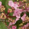 Japanse Sneeuwbal (Viburnum Plicatum 'Kilimandjaro Sunrise') -OL Planten Winkel viburnum kil. sunrise 3 1