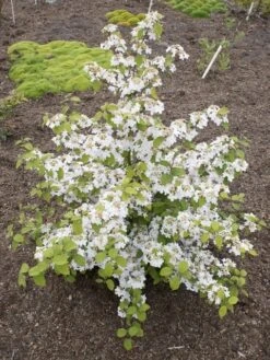 Japanse Sneeuwbal (Viburnum Plicatum 'Kilimandjaro Sunrise') -OL Planten Winkel viburnum kil. sunrise 4 1 1