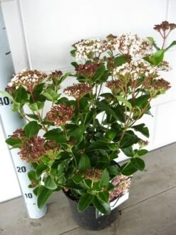 Sneeuwbal (Viburnum Tinus 'Lisa Rose') 10 Sneeuwbal (Viburnum Tinus 'Lisa Rose') -OL Planten Winkel viburnum lisarose c5 05 09 2017 1 1