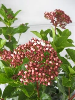 Sneeuwbal (Viburnum Tinus 'Lisa Rose') 9 Sneeuwbal (Viburnum Tinus 'Lisa Rose') -OL Planten Winkel viburnum lisarose c5 28 08 2017 3 1