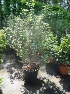Sneeuwbal (Viburnum Opulus 'Roseum') -OL Planten Winkel viburnum opulus roseum 150 175 200