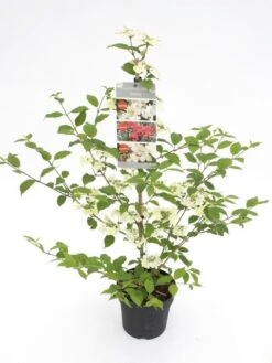 Japanse Sneeuwbal (Viburnum Plicatum 'Kilimandjaro Sunrise') -OL Planten Winkel viburnum pli. kilman. sunrise c3 1