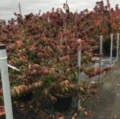Japanse Sneeuwbal (Viburnum Plicatum 'Kilimandjaro Sunrise') -OL Planten Winkel viburnum plic. kilimandjaro 1