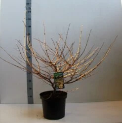 Sneeuwbal (Viburnum Plicatum 'Mariesii') -OL Planten Winkel viburnum plic mariessii 80 10 cm co. 10l kopie