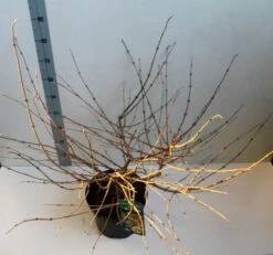 Sneeuwbal (Viburnum Plicatum 'Mariesii') -OL Planten Winkel viburnum plic mariessii 80 10 cm co. 10lv kopie