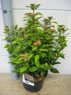 Sneeuwbal (Viburnum Tinus 'Spirit') -OL Planten Winkel viburnum spirit c5 7 2 2019 1 1