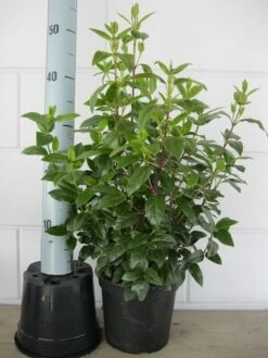 Sneeuwbal (Viburnum Tinus 'Spirit') -OL Planten Winkel viburnum tinus 40 50 c3 april 2 2 1