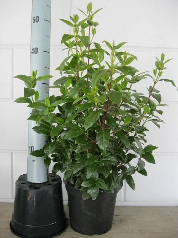 Sneeuwbal (Viburnum Tinus 'Lisa Rose') 6 Sneeuwbal (Viburnum Tinus 'Lisa Rose') - Afbeelding 4