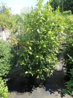 Groenblijvende Sneeuwbal (Viburnum Tinus 'Eve Price') 29 Groenblijvende Sneeuwbal (Viburnum Tinus 'Eve Price') -OL Planten Winkel viburnum tinus eve price 125 150 c50 1