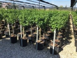 Sneeuwbal Op Stam (Viburnum Tinus 'Eve Price') -OL Planten Winkel viburnum tinus eve price 50cm stem 1