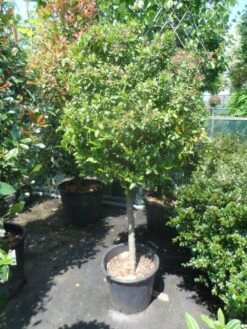 Sneeuwbal Op Stam (Viburnum Tinus 'Eve Price') -OL Planten Winkel viburnum tinus eve price 70 80stam c50 extra 1
