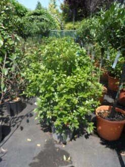 Groenblijvende Sneeuwbal (Viburnum Tinus 'Eve Price') 28 Groenblijvende Sneeuwbal (Viburnum Tinus 'Eve Price') -OL Planten Winkel viburnum tinus eve price 80 100 c20 1