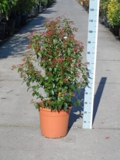 Groenblijvende Sneeuwbal (Viburnum Tinus 'Eve Price') 23 Groenblijvende Sneeuwbal (Viburnum Tinus 'Eve Price') -OL Planten Winkel viburnum tinus eve price 80 100 c20 1