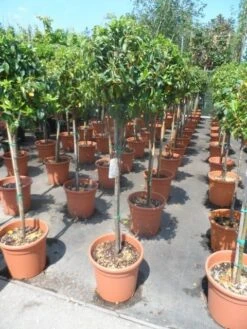Sneeuwbal Op Stam (Viburnum Tinus 'Eve Price') -OL Planten Winkel viburnum tinus eve price 80stam c20 1