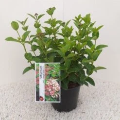 Sneeuwbal (Viburnum Tinus 'Lisa Rose') -OL Planten Winkel viburnum tinus lisarose 1