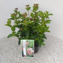 Sneeuwbal (Viburnum Tinus 'Lisa Rose') -OL Planten Winkel viburnum tinus lisarose pbr 1