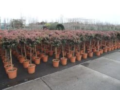 Sneeuwbal Op Stam (Viburnum Tinus 'Eve Price') -OL Planten Winkel viburnum tinus op stam 2