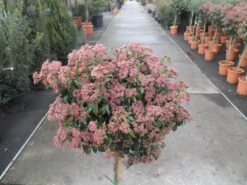 Sneeuwbal Op Stam (Viburnum Tinus 'Eve Price') -OL Planten Winkel viburnum tinus op stam 3