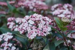 Sneeuwbal (Viburnum Tinus 'Spirit') -OL Planten Winkel viburnum tinus spirit 03 1