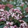 Sneeuwbal (Viburnum Tinus 'Spirit') -OL Planten Winkel viburnum tinus spirit 05 1