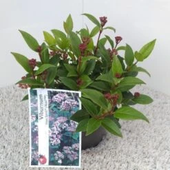 Sneeuwbal (Viburnum Tinus 'Spirit') -OL Planten Winkel viburnum tinus spirit pbr 1