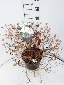 Sneeuwbal (Viburnum Plicatum 'Watanabe') 15 Sneeuwbal (Viburnum Plicatum 'Watanabe') -OL Planten Winkel viburnum watanabe c10 v02