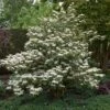 Japanse Sneeuwbal (Viburnum Plicatum 'Tomentosum') -OL Planten Winkel viburnumplictomentosumvi01 1