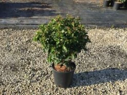 Sneeuwbal (Viburnum Tinus 'Spirit') -OL Planten Winkel viburnumtinusspirit01 1
