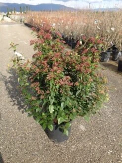 Sneeuwbal Als Bolvorm (Viburnum Tinus 'Spirit') 10 Sneeuwbal Als Bolvorm (Viburnum Tinus 'Spirit') -OL Planten Winkel viburnumtinusspiritbol01 1