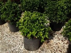 Sneeuwbal Als Bolvorm (Viburnum Tinus 'Spirit') 8 Sneeuwbal Als Bolvorm (Viburnum Tinus 'Spirit') -OL Planten Winkel viburnumtinusspiritbol04 1