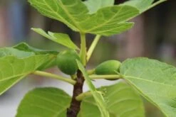 Vijg Als Solitair (Ficus Carica) -OL Planten Winkel vijg 1 1