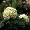 Sneeuwbal (Viburnum Opulus 'Roseum') -OL Planten Winkel vioroseu 9 1