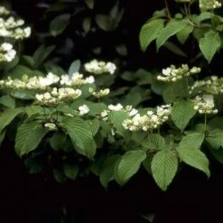 Sneeuwbal (Viburnum Plicatum 'Mariesii') -OL Planten Winkel vipmarie 10