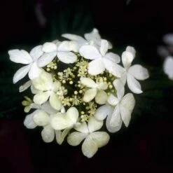 Sneeuwbal (Viburnum Plicatum 'Watanabe') 14 Sneeuwbal (Viburnum Plicatum 'Watanabe') -OL Planten Winkel vipwatan 8