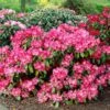 Dwergrhododendron (Rhododendron 'Morgenrot') -OL Planten Winkel visi08099 1 1