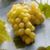 Witte Druif (Vitis Vinifera 'Italia') -OL Planten Winkel visi121502