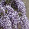 Blauweregen (Wisteria Floribunda 'Domino') -OL Planten Winkel visi127325