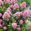 Escallonia (Escallonia 'Pink Elle') -OL Planten Winkel visi150245 1