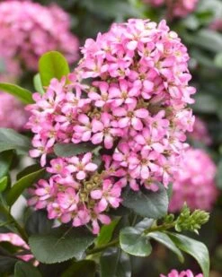 Escallonia (Escallonia 'Pink Elle') -OL Planten Winkel visi150248