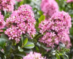 Escallonia (Escallonia 'Pink Elle') -OL Planten Winkel visi150250