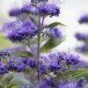 Caryopteris (Caryopteris Clandonensis 'Grand Blue')