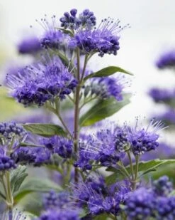 Caryopteris (Caryopteris Clandonensis 'Grand Blue')