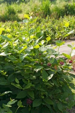 Specerijstruik (Calycanthus 'Aphrodite') 5 Specerijstruik (Calycanthus 'Aphrodite') -OL Planten Winkel visi164393 1