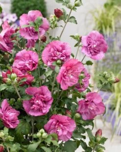 Altheastruik (Hibiscus Syriacus 'Magenta Chiffon') -OL Planten Winkel visi166899