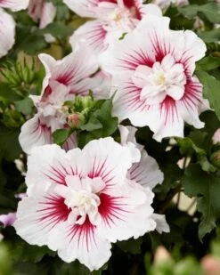 Altheastruik (Hibiscus Syriacus 'Starburst Chiffon') -OL Planten Winkel visi167006 1